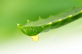 aloe sastav