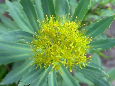 rhodiola